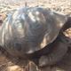 A San Cristóbal Island giant tortoise living in the lower reaches of the island.